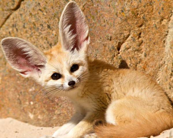 Найменша лисичка у світі- фенек: цікаві факти